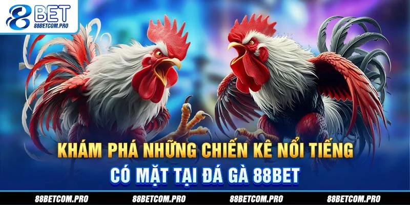 Khám phá những chiến kê nổi tiếng có mặt tại đá gà 88Bet Khám phá những chiến kê nổi tiếng có mặt tại đá gà 88Bet