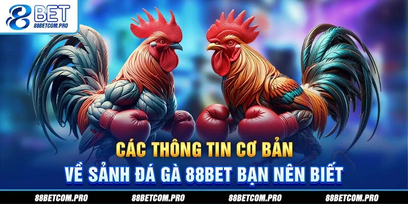 Các thông tin cơ bản về sảnh đá gà 88Bet bạn nên biết Các thông tin cơ bản về sảnh đá gà 88Bet bạn nên biết