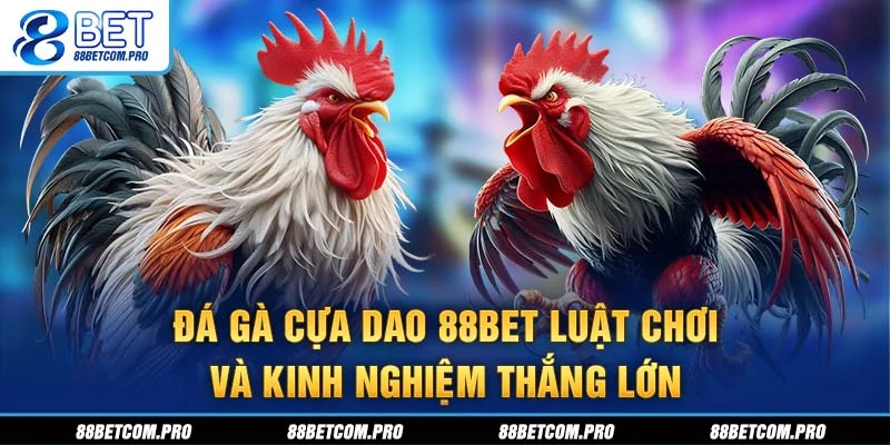 Đá gà cựa dao