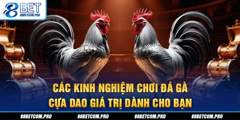 Các kinh nghiệm chơi đá gà cựa sắt cơ bản mọi người cần nhớ