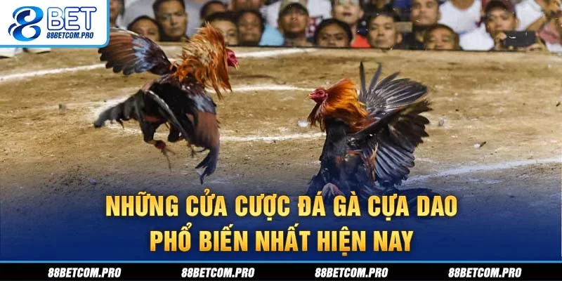 Những cửa cược đá gà cựa dao phổ biến nhất hiện nay Những cửa cược đá gà cựa dao phổ biến nhất hiện nay