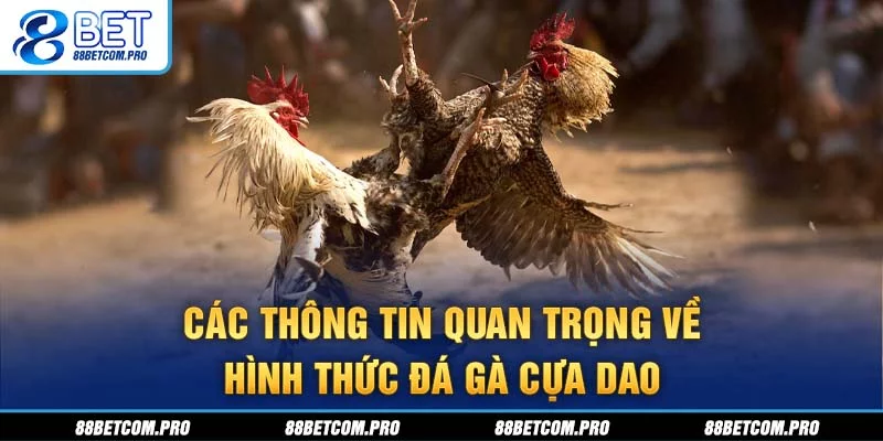Các thông tin quan trọng về hình thức đá gà cựa dao Các thông tin quan trọng về hình thức đá gà cựa dao